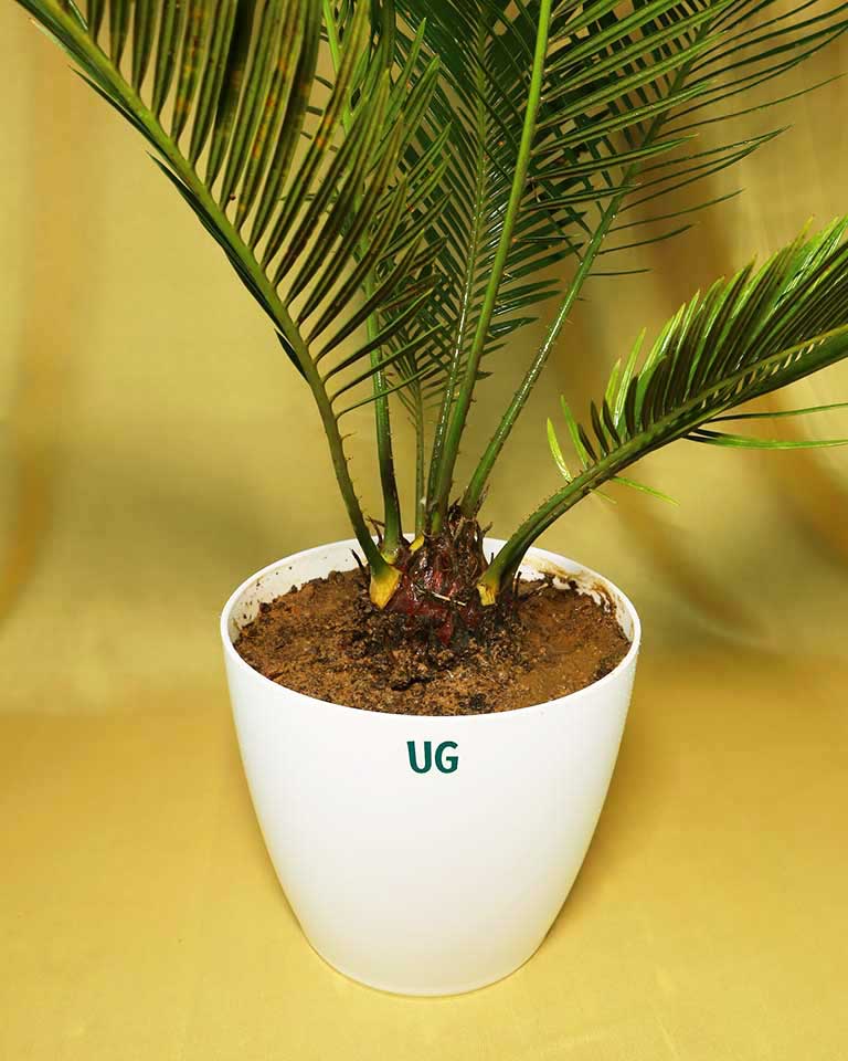 Cycas Plant (Sago Palm | Cycas revoluta)