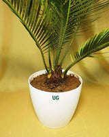 Cycas Plant (Sago Palm | Cycas revoluta)