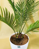 Cycas Plant (Sago Palm | Cycas revoluta)