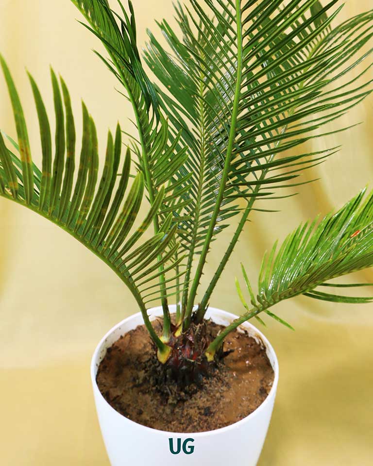 Cycas Plant (Sago Palm | Cycas revoluta)