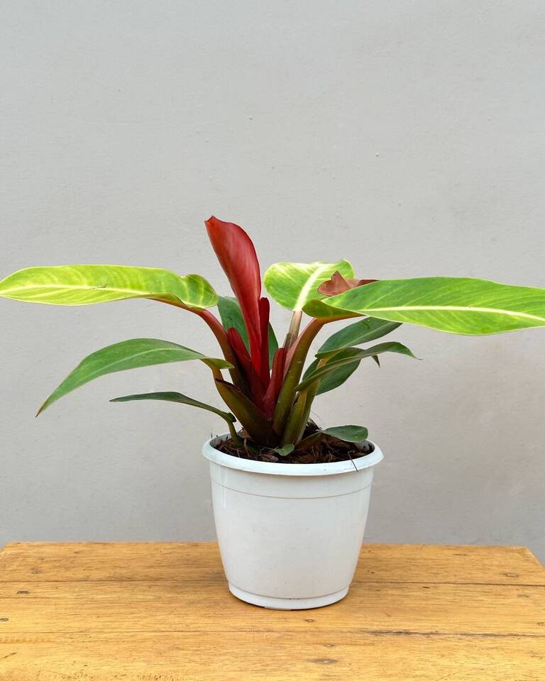 Buy Plants Online, Online plants, Live Plants, online plant sale