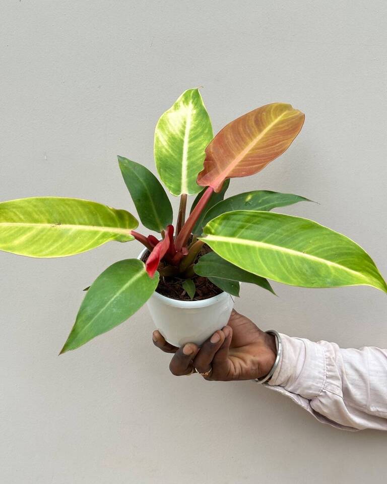 buy plants online, Plants in Bangalore, Online Plants in Mumbai