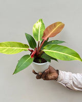 buy plants online, Plants in Bangalore, Online Plants in Mumbai