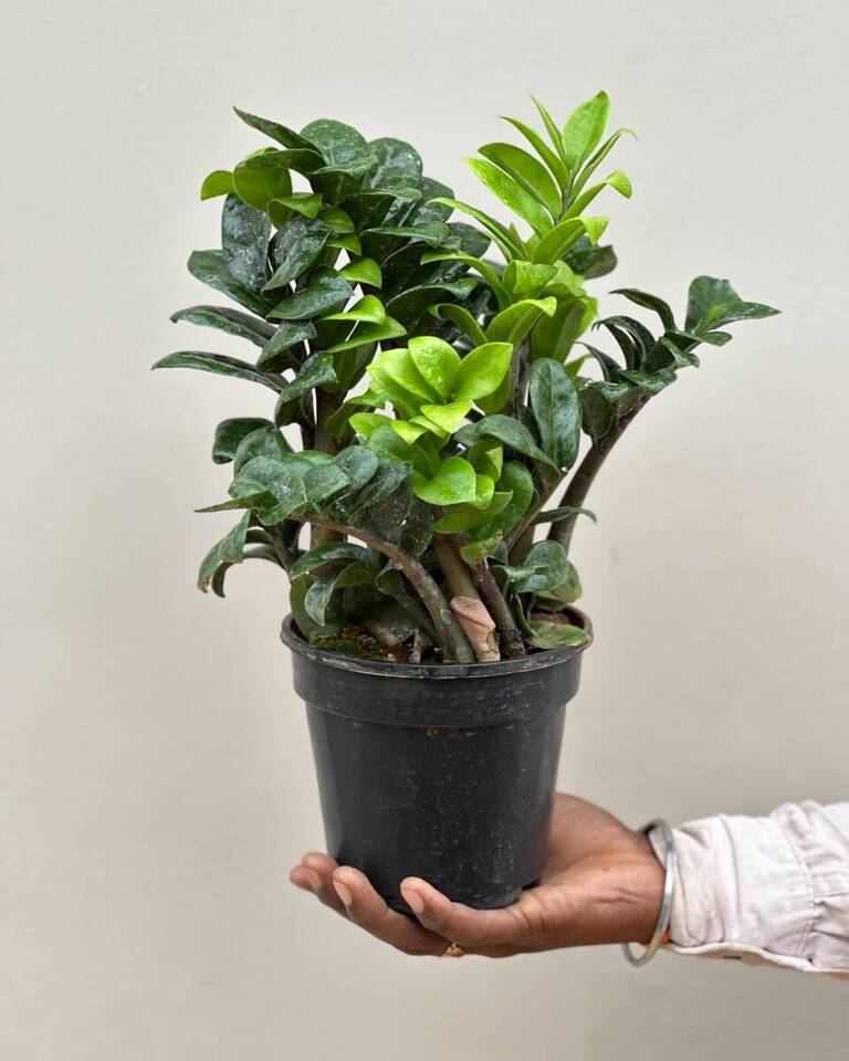 zz plant india Buy Dwarf ZZ Zenzi Plant (Zamioculcas Zamiifolia) online India – unlimitedgreens