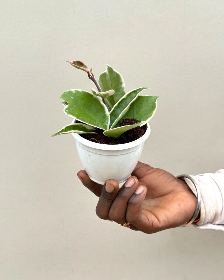 Hoya Carnosa Krimson Queen Variegata Plant online India