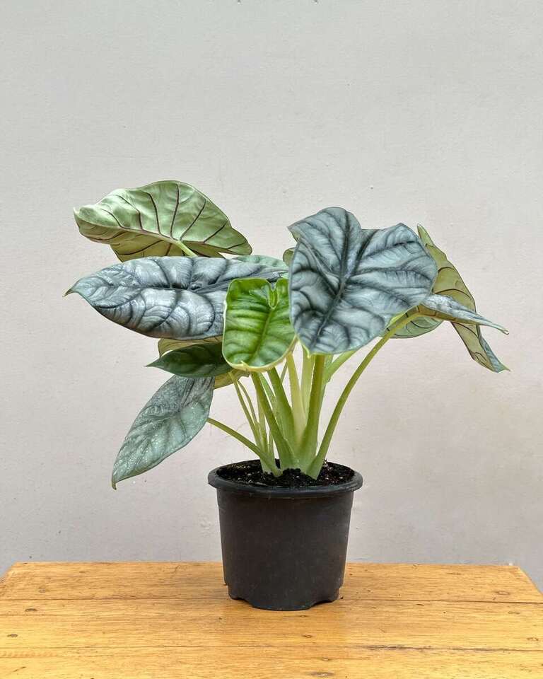 Alocasia Dragonscale Plant