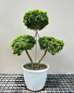Murraya Topiary Tree (Diamond Shaped)