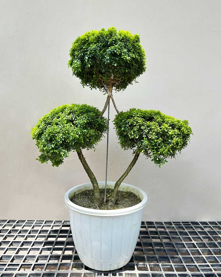 Murraya Topiary Tree (Diamond Shaped)