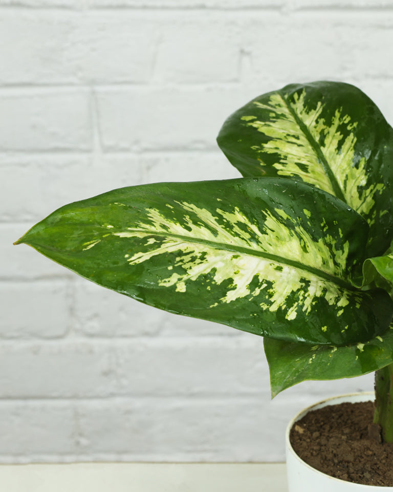 Dieffenbachia | Dumb Cane Plant