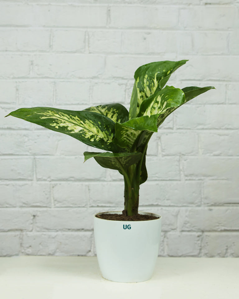 Dieffenbachia | Dumb Cane Plant