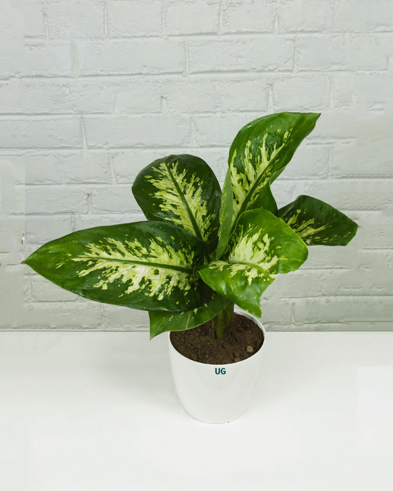 Dieffenbachia | Dumb Cane Plant