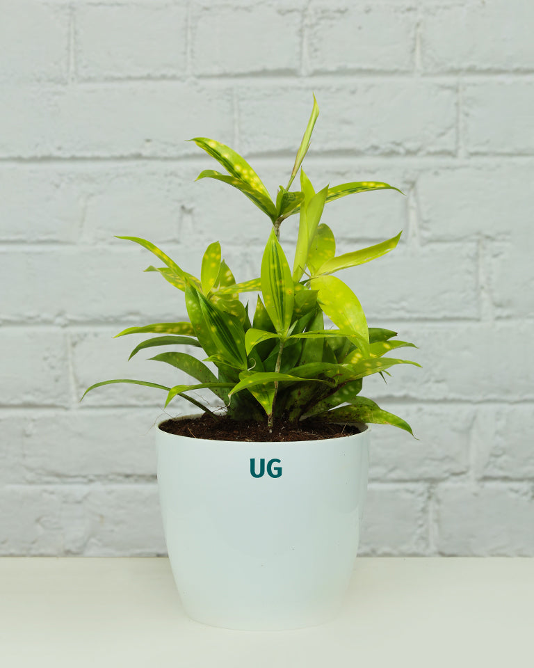 Dracaena Milky Plant