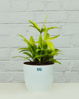 Dracaena Milky Plant