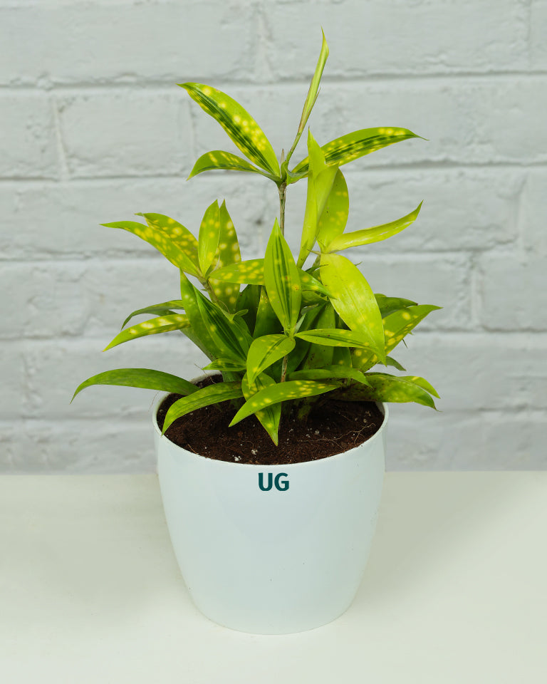 Dracaena Milky Plant