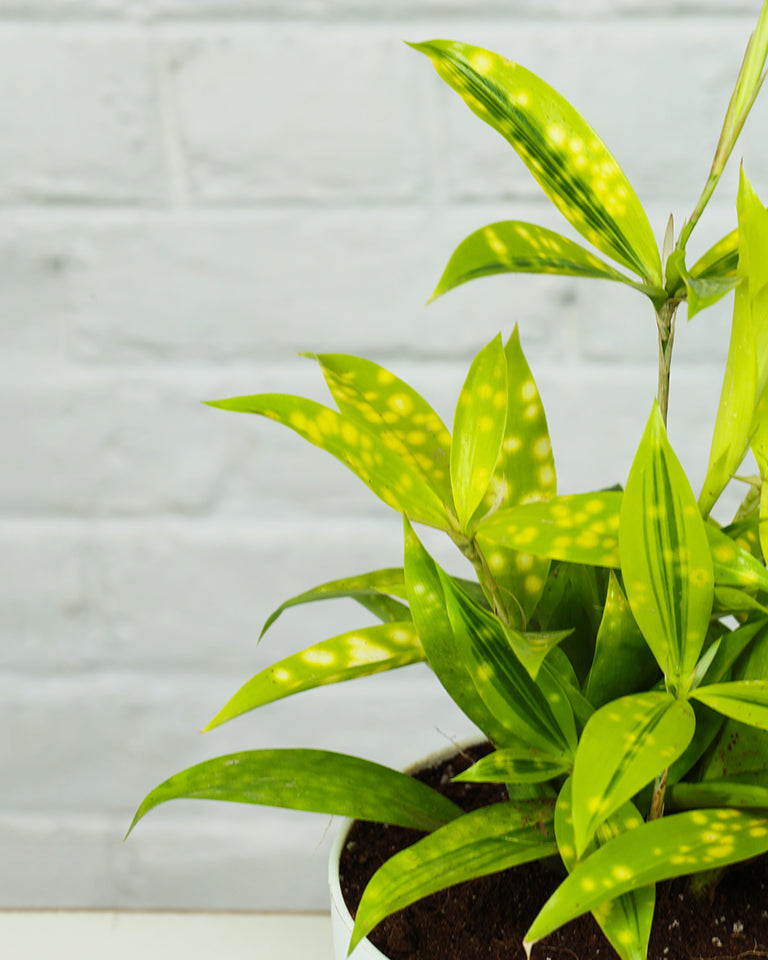 Dracaena Milky Plant