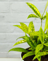 Dracaena Milky Plant