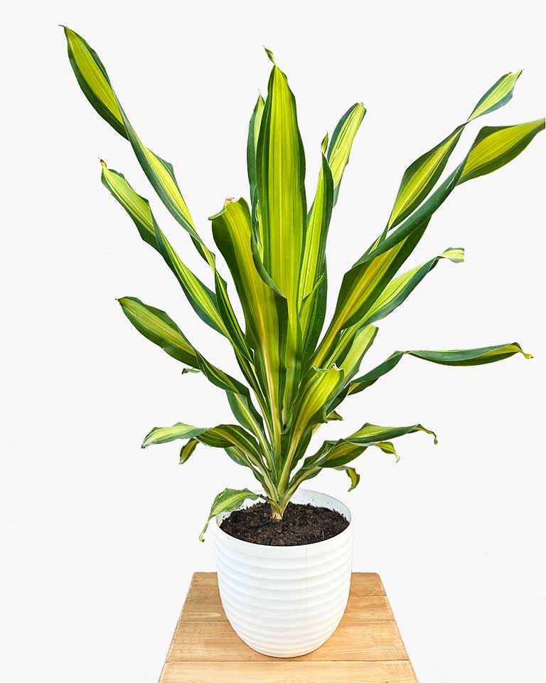 Dracaena Fragrans Plant (Large)