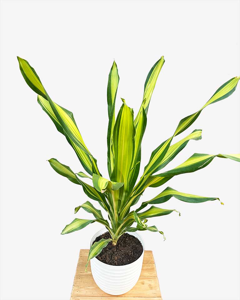 Dracaena Fragrans Plant (Large)