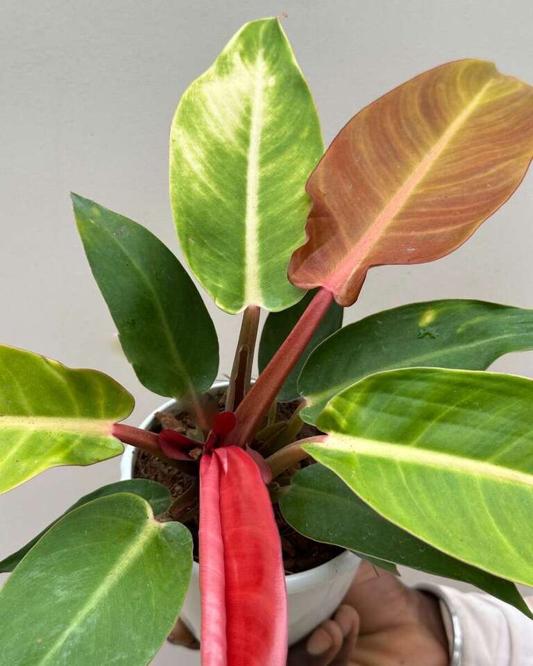 Philodendron Prince Of Orange