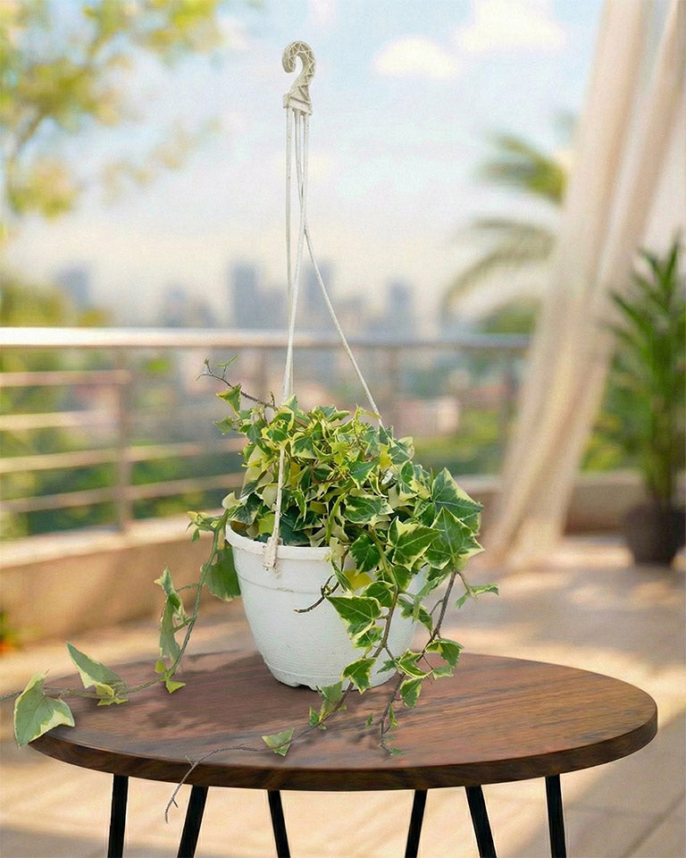 English Ivy Basket