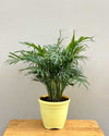 chamaedorea elegans online India