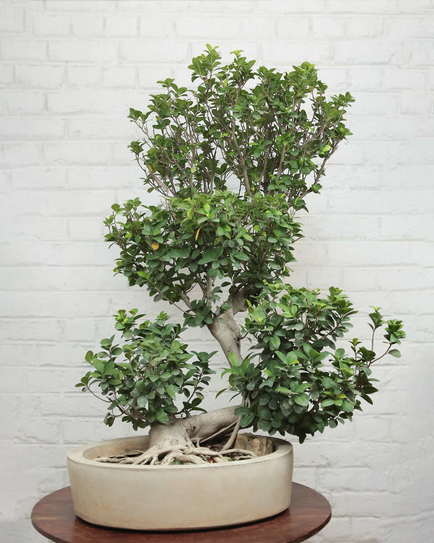 Ficus Ginseng Bonsai