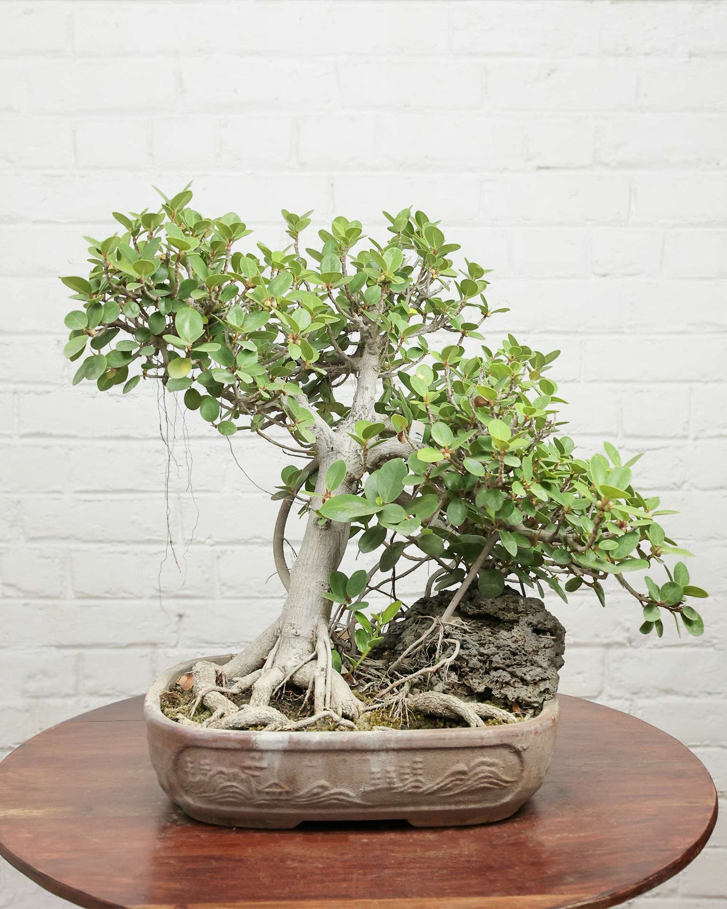 Ficus Microcarpa Bonsai