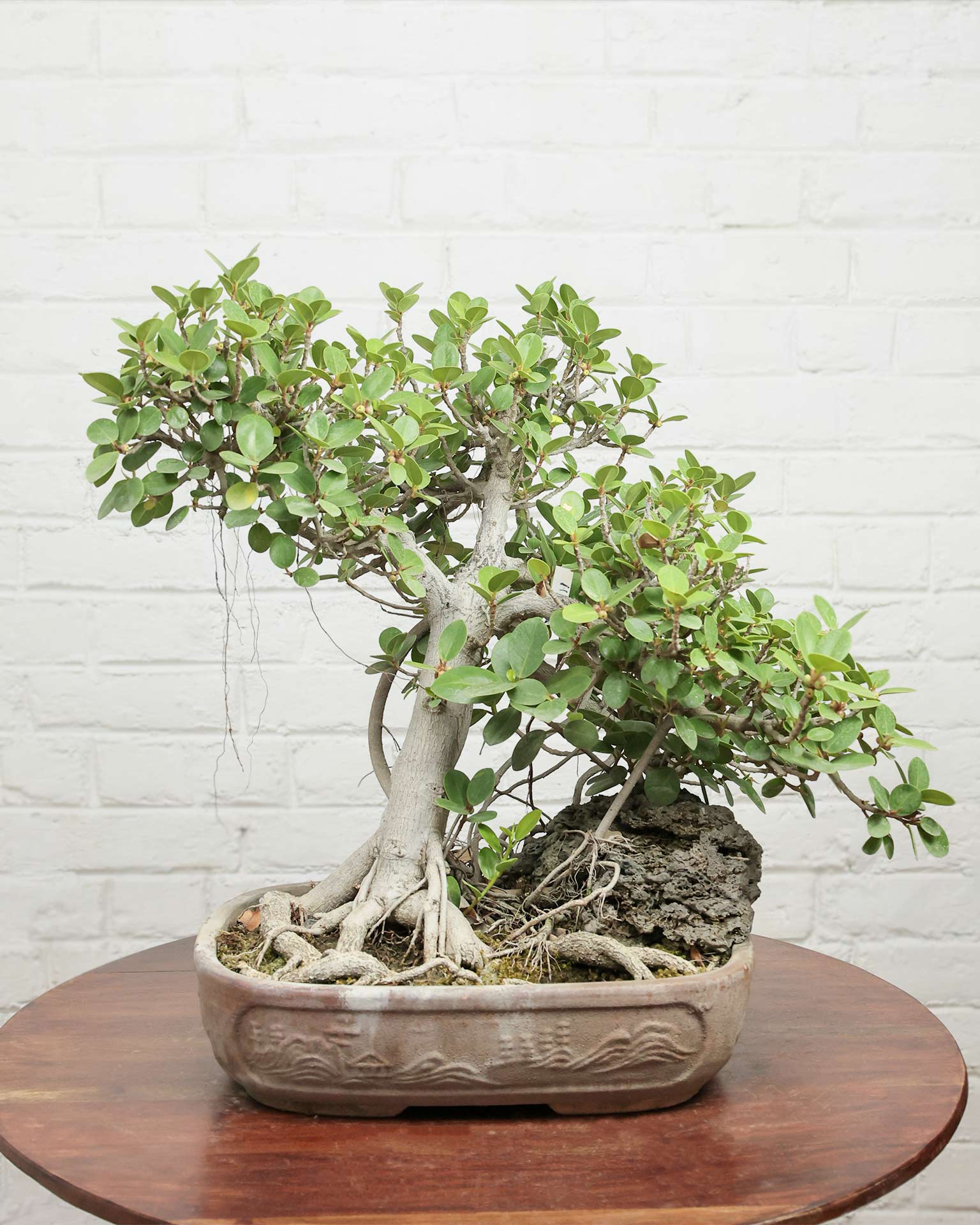 Ficus Microcarpa Bonsai