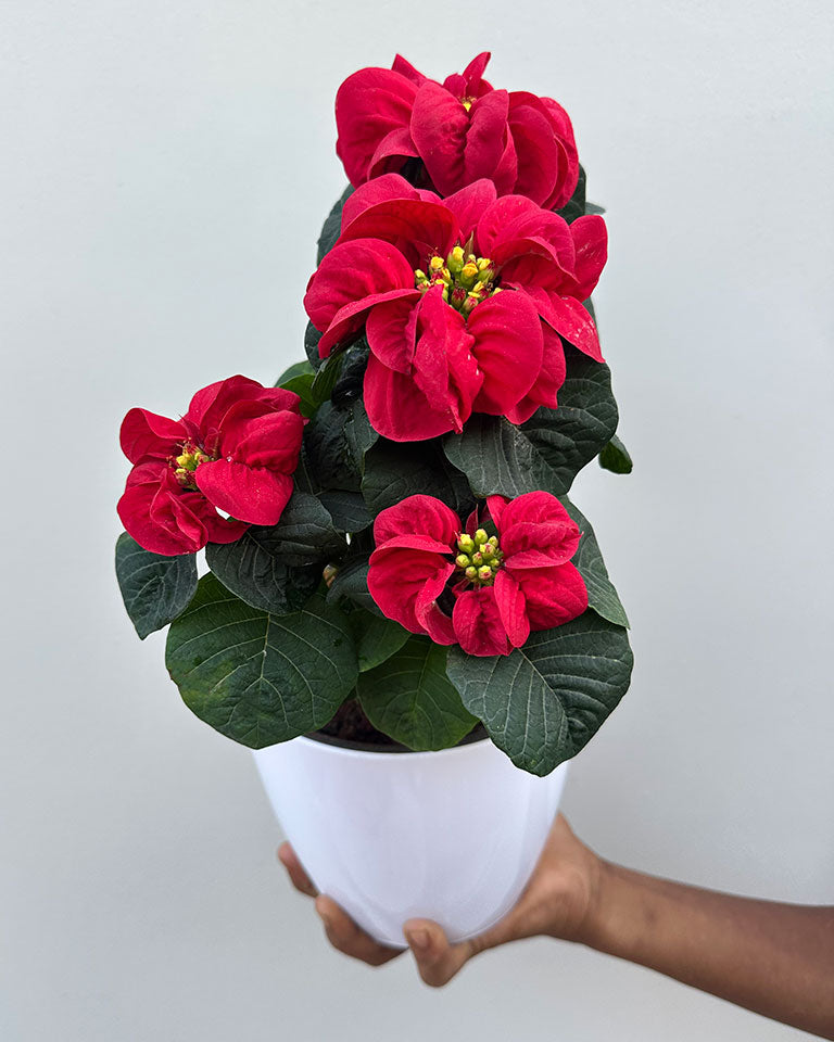 Fireball Poinsettia