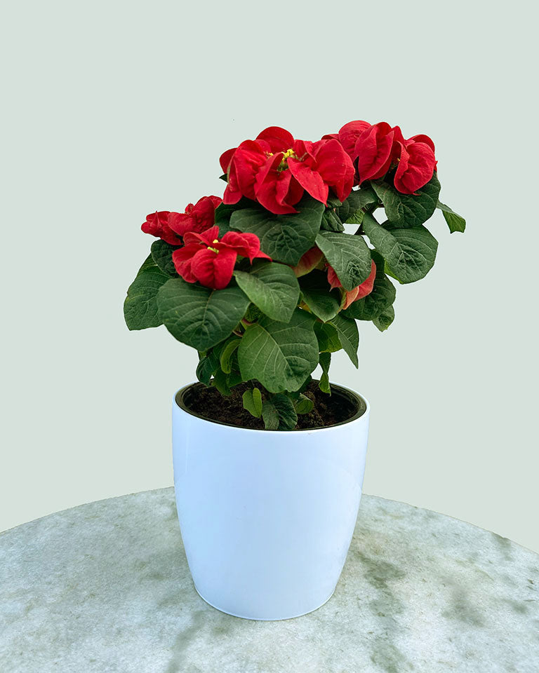 Buy Poinsettia 