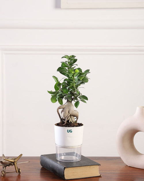 Ficus Bonsai Plant