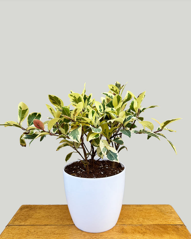 Buy outdoor plant online