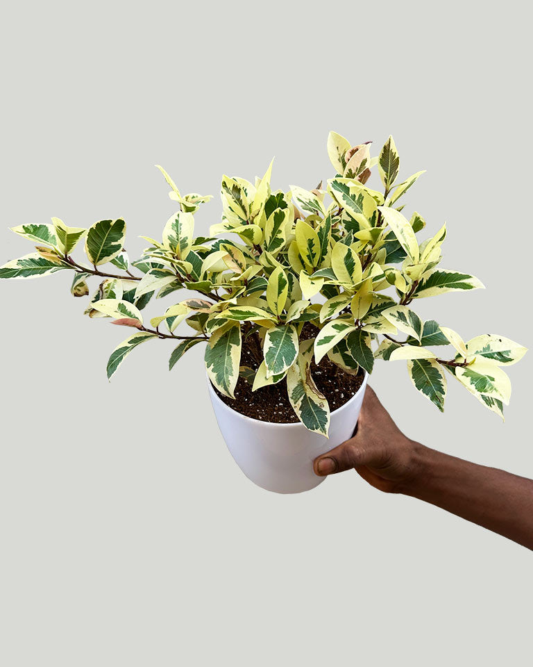 Ficus Safari Plant