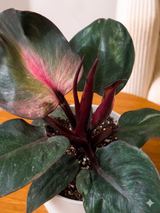 Philodendron Red Heart
