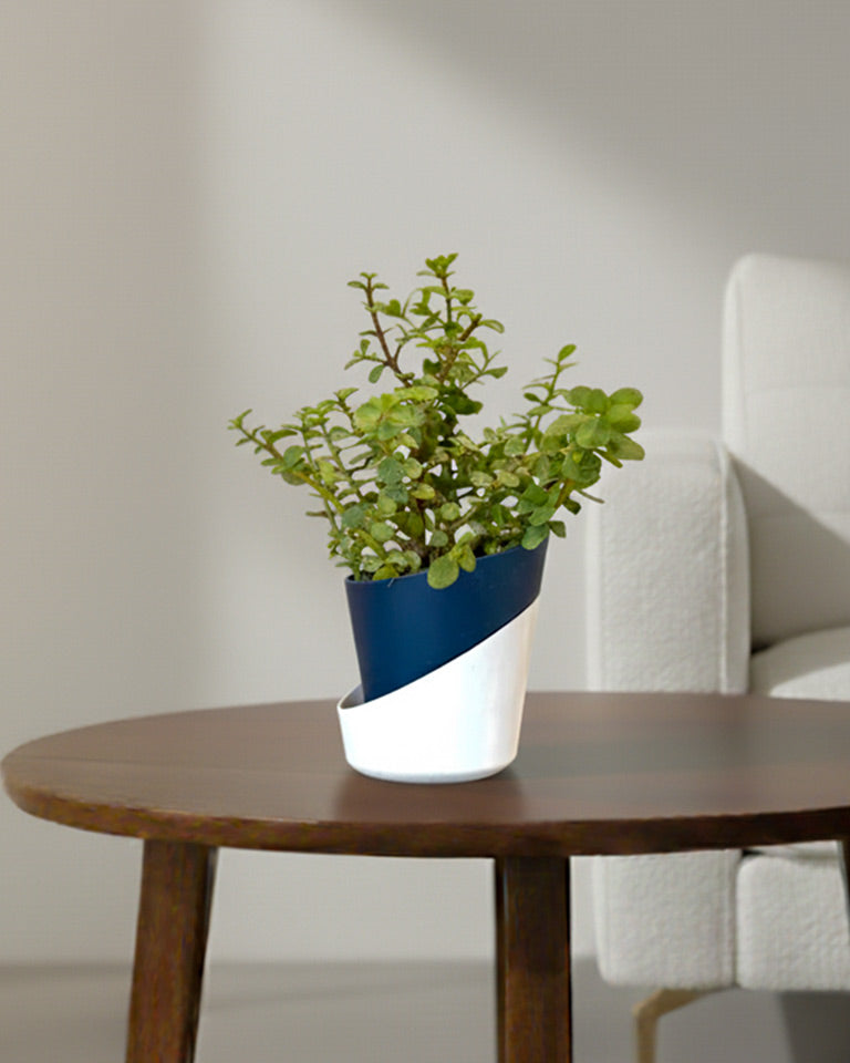 Jade Plant, Elephant Bush