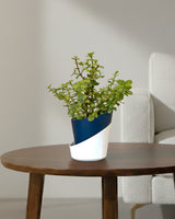 Jade Plant, Elephant Bush