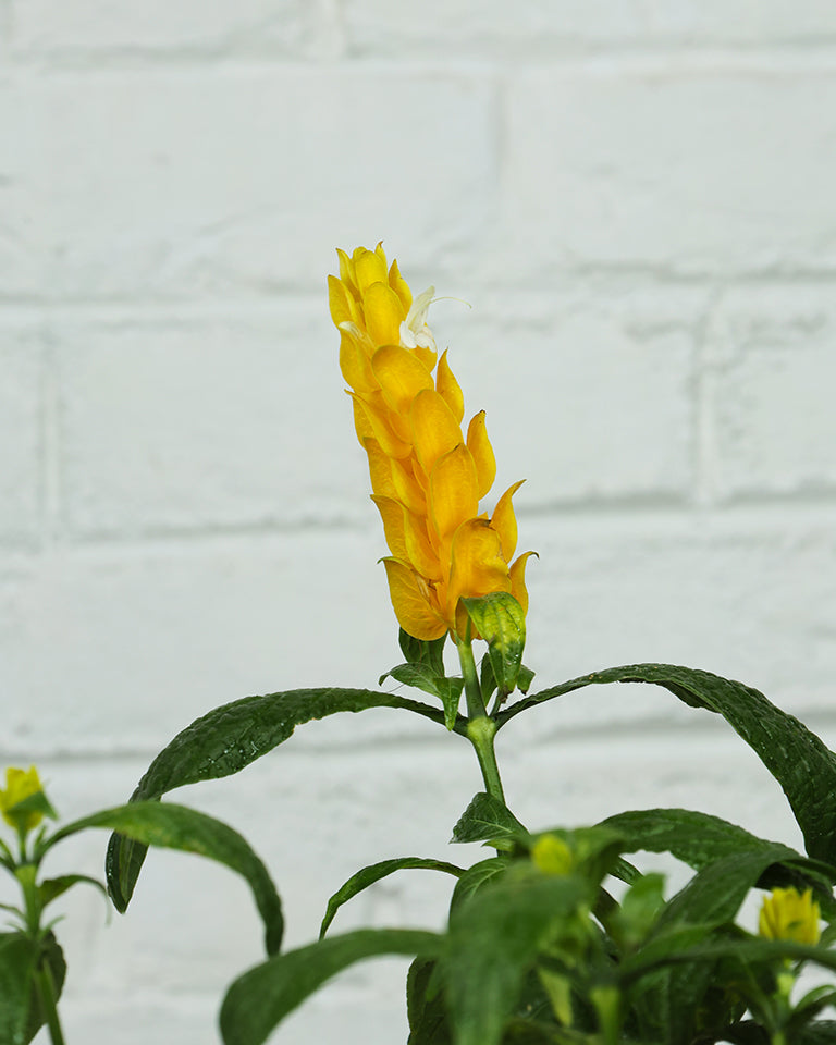 Golden Shrimp Plant