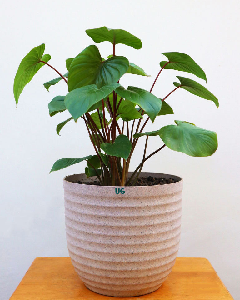 Homalomena Plant in Eco Planter