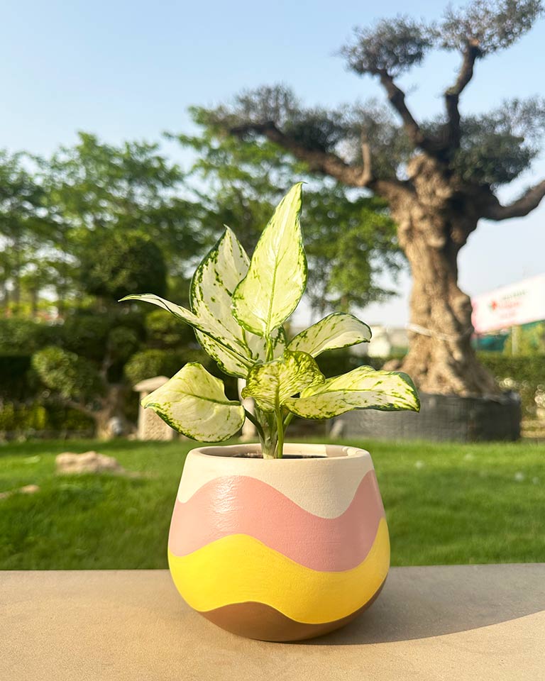 buy terracota pots online