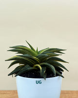 Variegated Fairy Washboard | Haworthia limifolia variegata