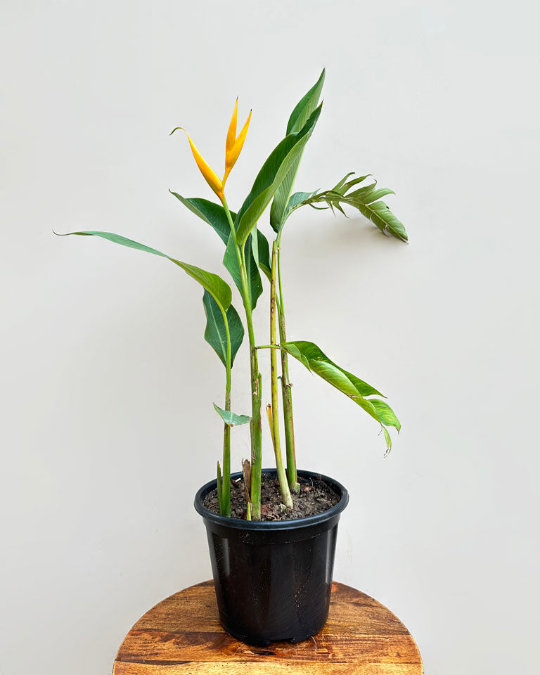 Heliconia Angusta 'Orange Christmas' Plant