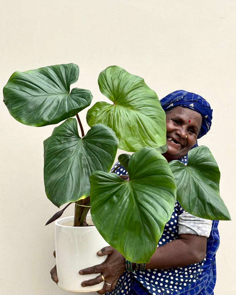 Homalomena Plant Online