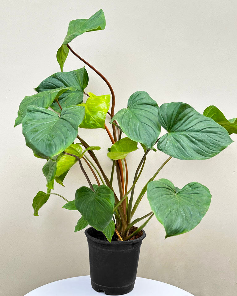Homalomena Plant