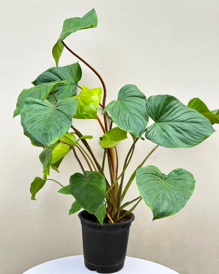 buy Homalomena plant in Delhi