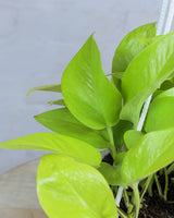 Golden Money Plant in hanging basket