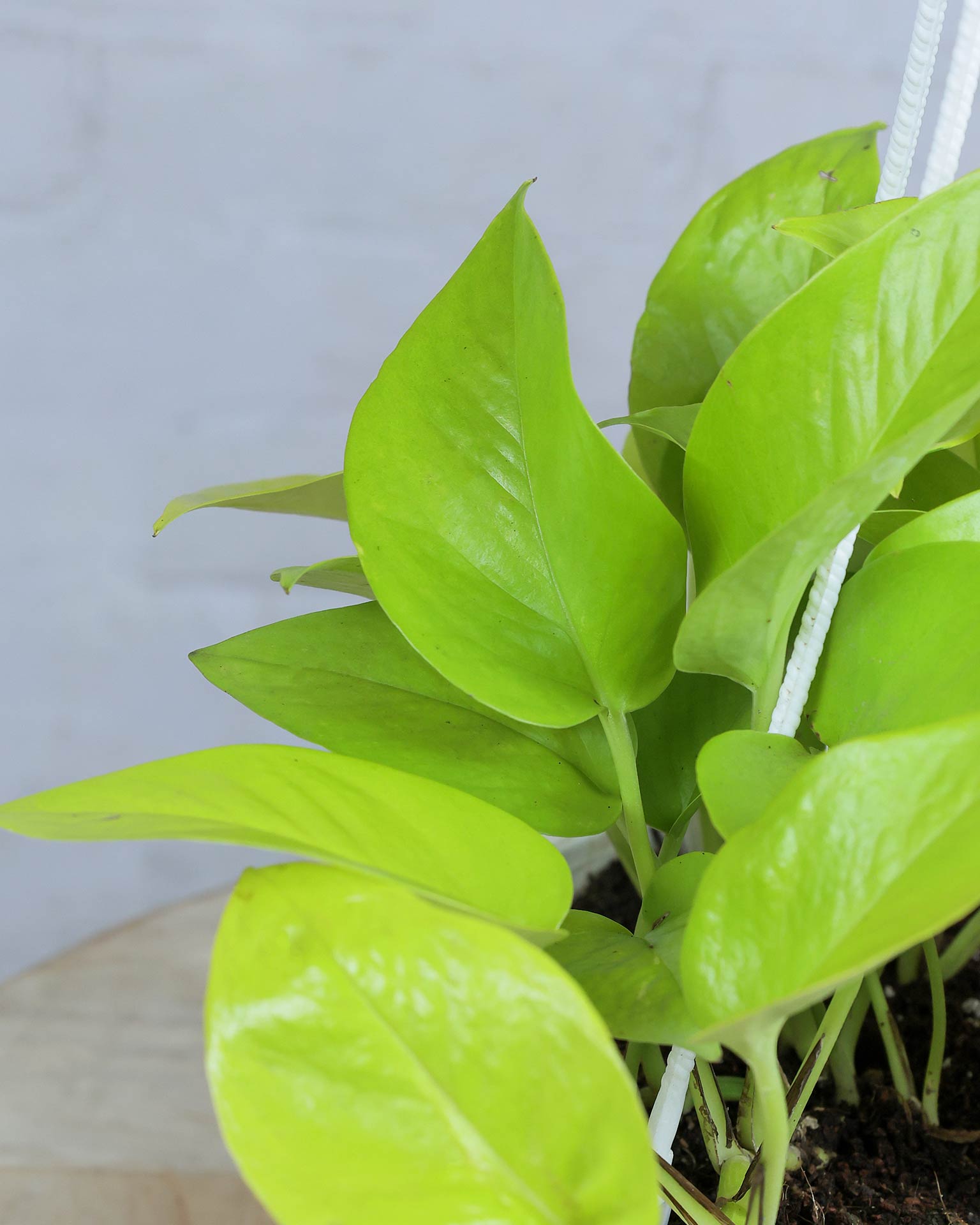 Golden Money Plant in hanging basket