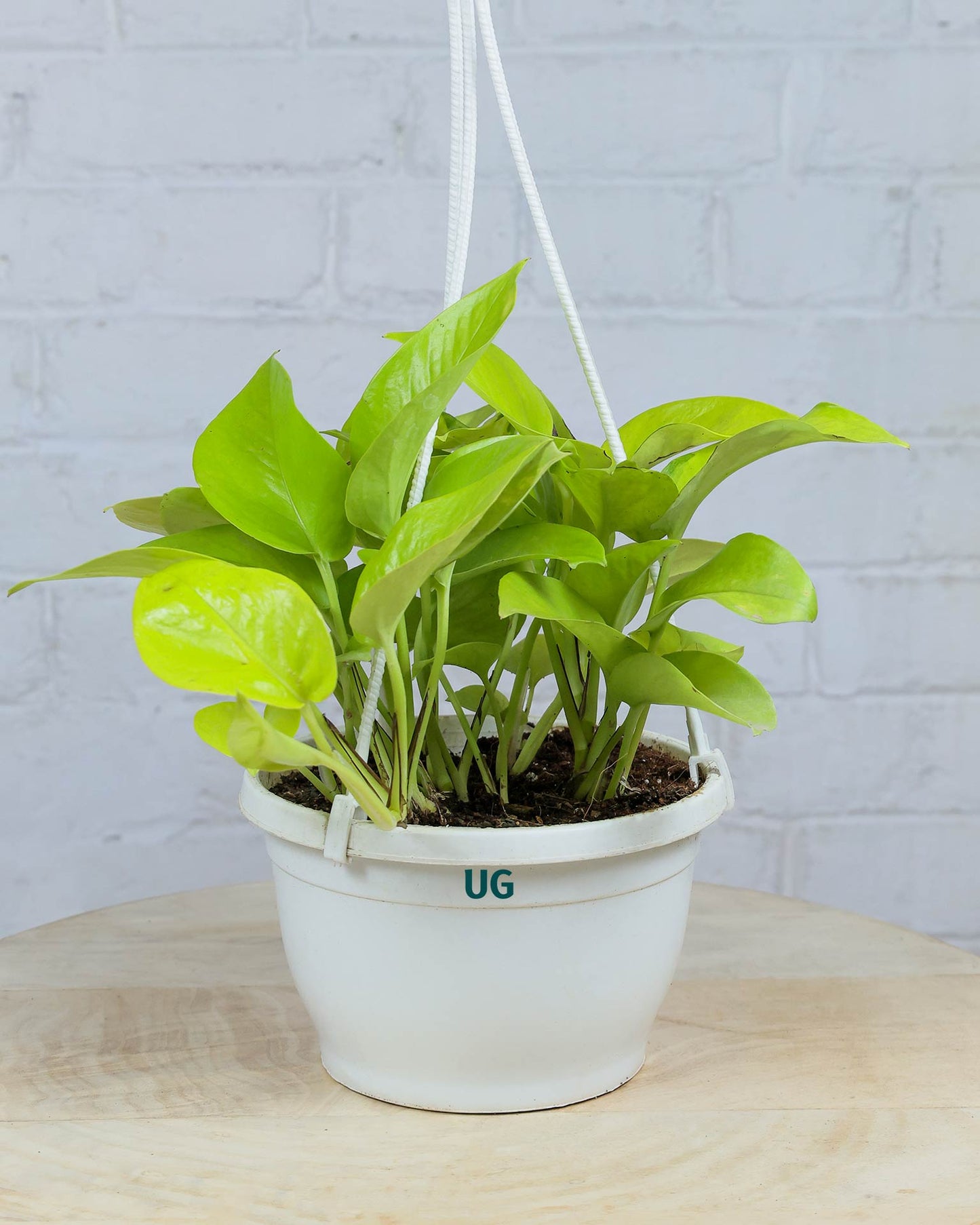 Golden Money Plant in hanging basket
