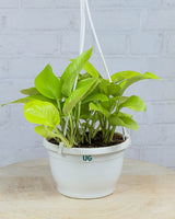 Golden Money Plant in hanging basket