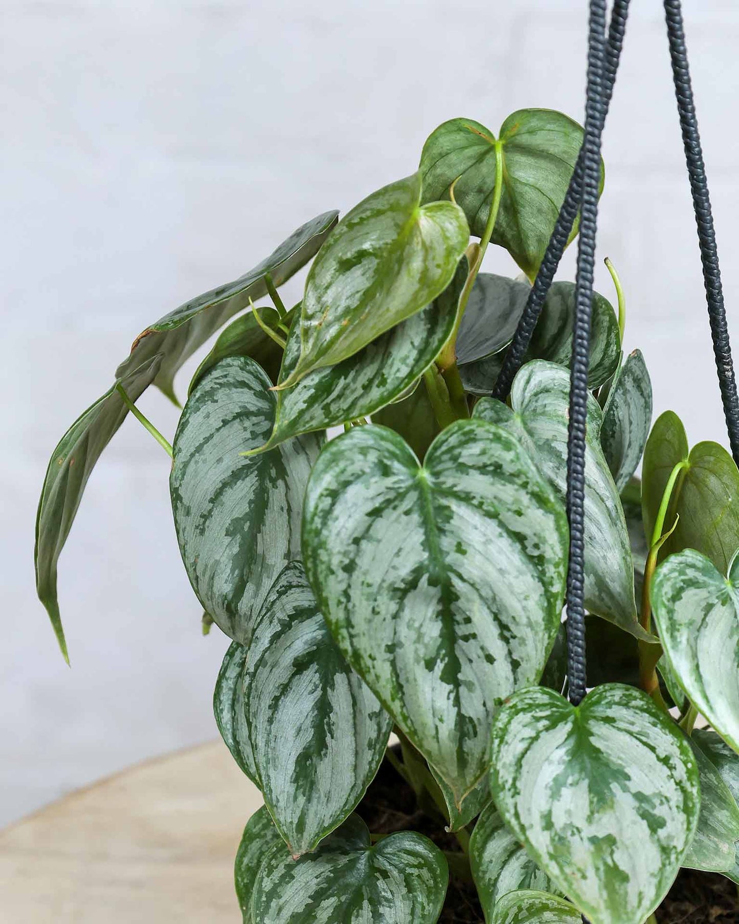 philodendron brandtianum hanging Philodendron brandtianum in Hanging Basket – unlimitedgreens