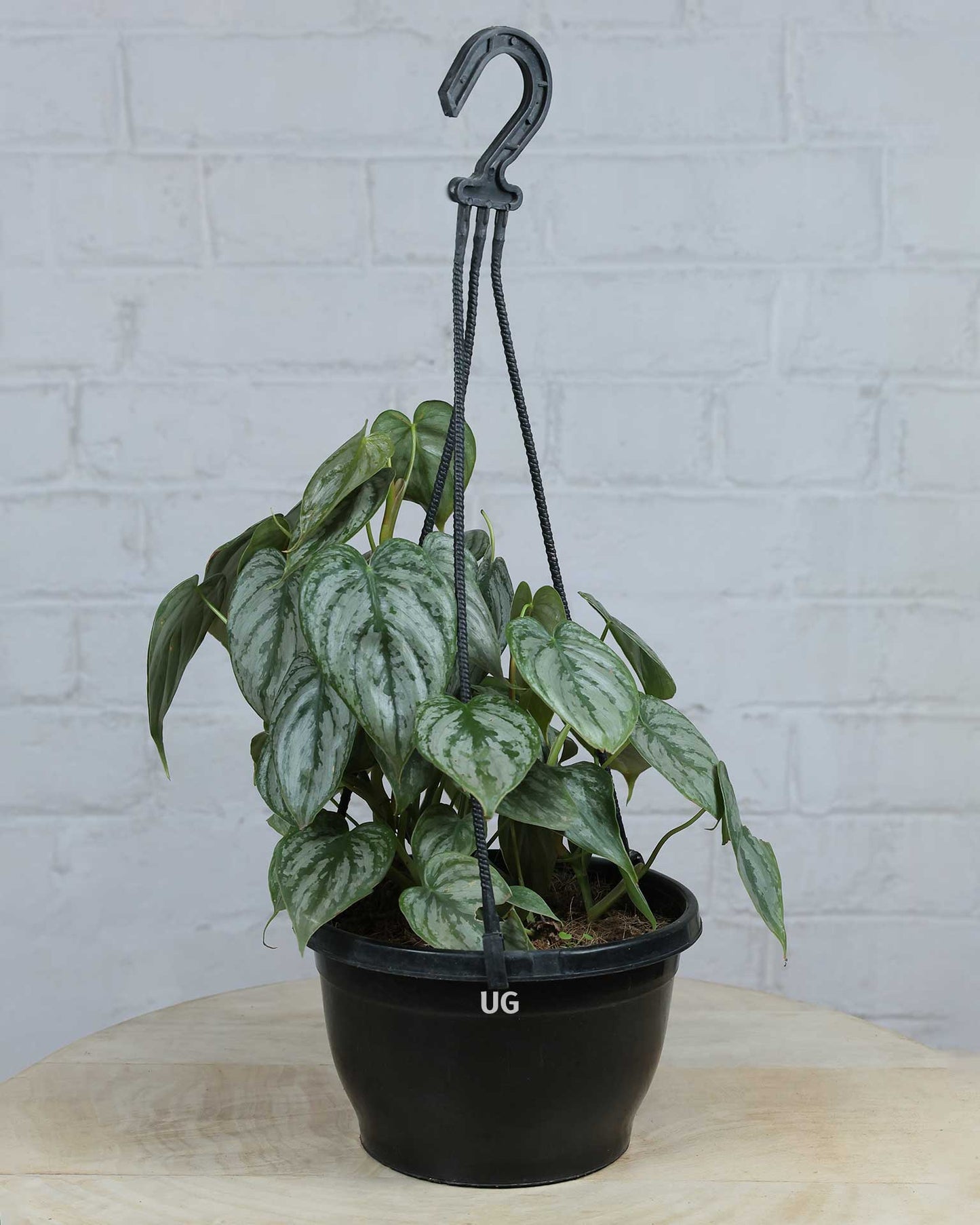 Philodendron brandtianum in Hanging Basket